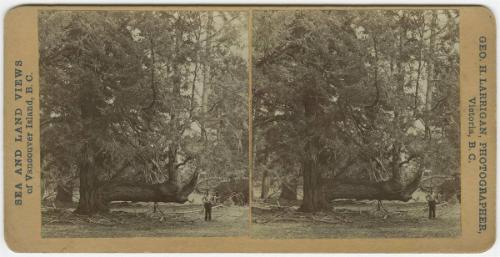 [Man dwarfed beside oddly-shaped tree]