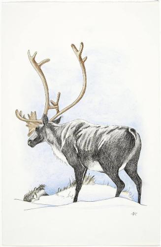 Caribou