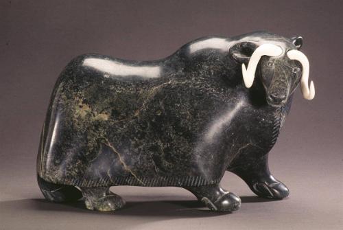 Musk-ox