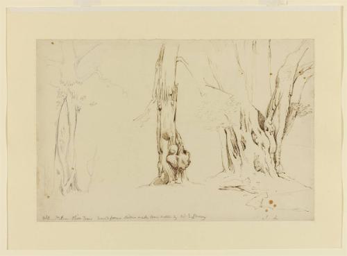 Studies of Olive Trees