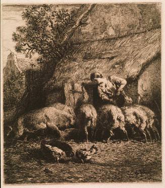 Femme faisant rentrer des porcs dans une porcherie