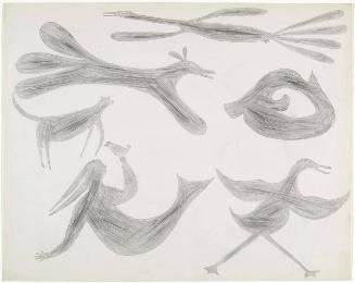 Birds, Bird, Taleelayo, Seal, Dog in Flight