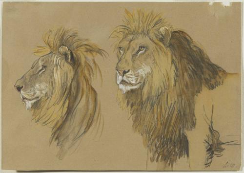 Lion's Head, Two Studies