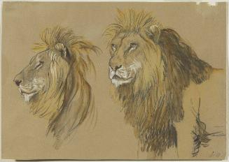 Lion's Head, Two Studies