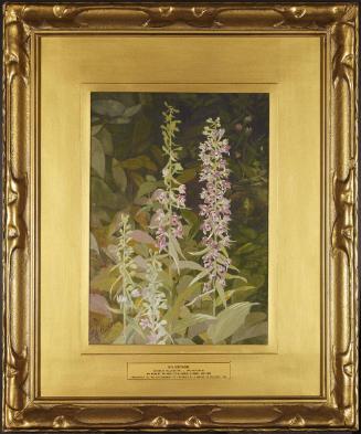 Helleborine