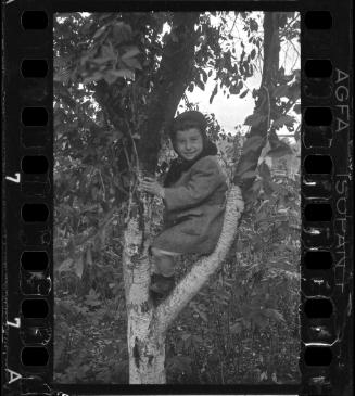 Young boy in a tree