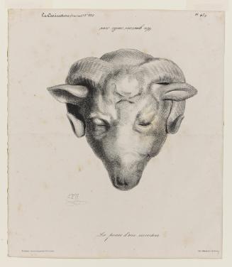 La peau d'un mouton from La Caricature