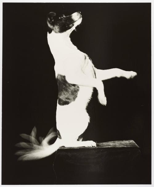 Jackie Wags His Tail