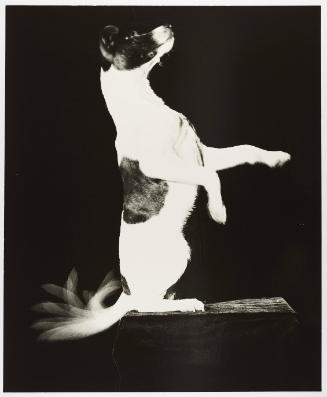 Jackie Wags His Tail