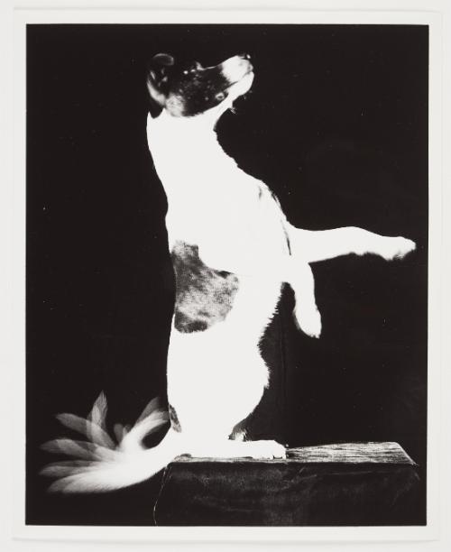 Jackie Wags His Tail