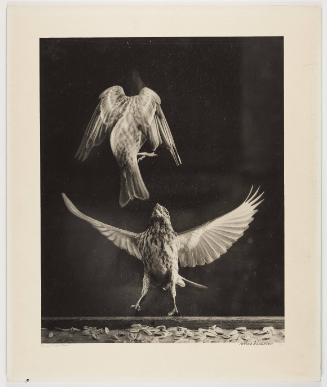 Fighting Finches (Purple Finches)