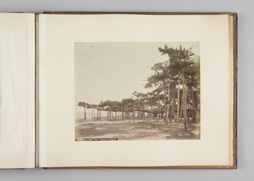 Large Pine Tree at Karasaki   from Views of Kobe, Kioto...