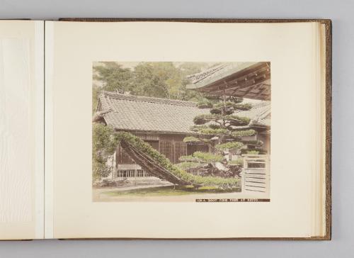 [Boot Pine Tree at Kyoto]   from Views of Kobe, Kioto...