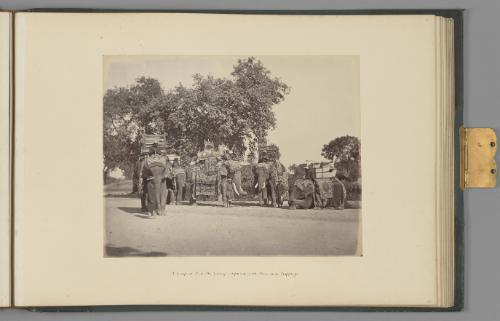 A Group of H. E. the Viceroy's Elephants with their State Trappings   from The Sutlej - Indian Groups etc.