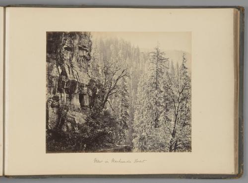 View in Narkunda Forest   from Indian Views