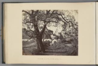 [Bheem Tal; Ancient Hindu Temple and "Pipul" tree]   from Himalayas