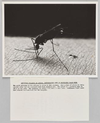 Anonpheles Mosquito in Action