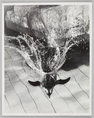 Penguin at New England Aquarium