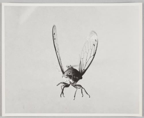 locust in flight