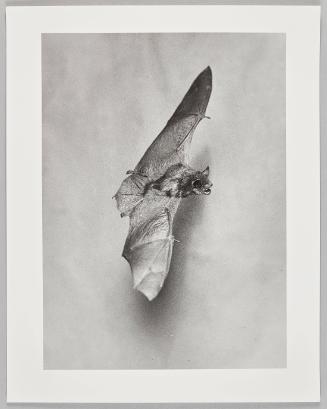 Bat in Flight