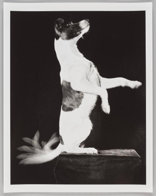 Jackie Wags His Tail