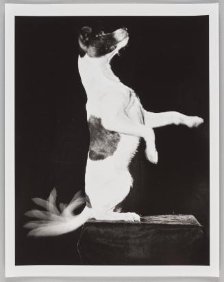 Jackie Wags His Tail