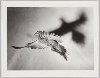 3405 (bird in flight)