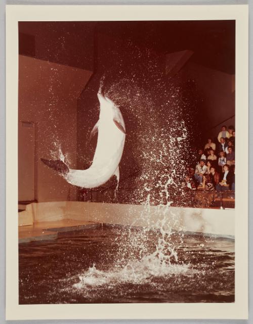 Dolphin Flip
