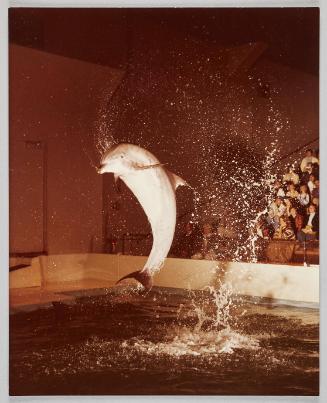 Dolphin Jump