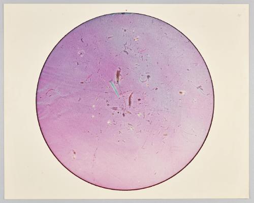 Marine Organisms, 1980 Unique Enlarged photogram