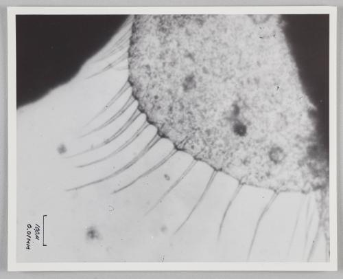Shadow prints (Fin of Brine Shrimp)
