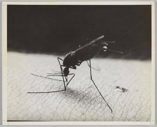 Mosquito-signed