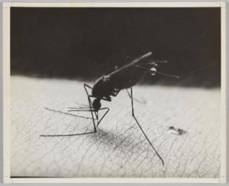 Mosquito-signed