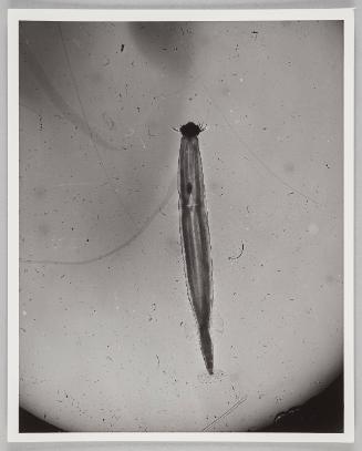 Water Exploration Project 1932-1988