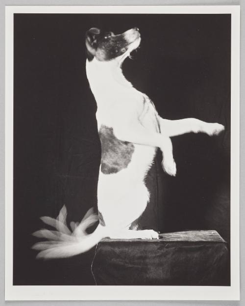 Jackie Wags His Tail