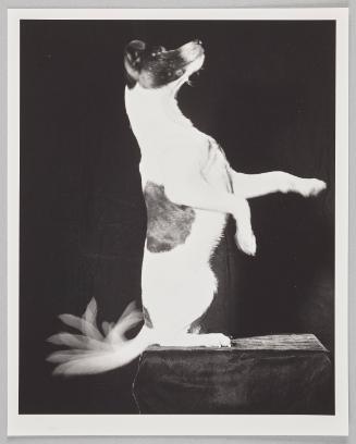 Jackie Wags His Tail