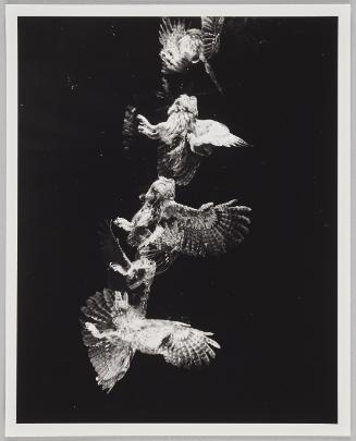 Young Spooky Multiflash