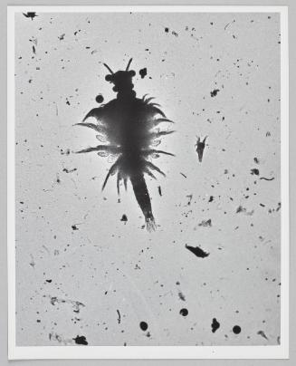Brine Shrimp