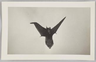 Mexican Freetail Bat (Bat Expedition)