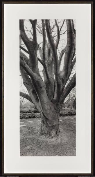 Beech, Prospect Cemetery