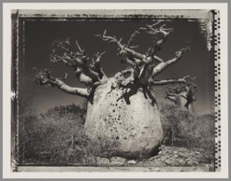 Baobab #25, Madagascar