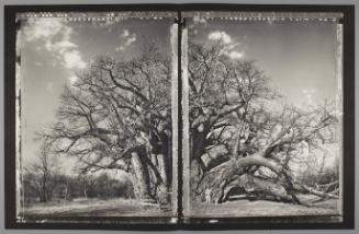 Baobab #11AB, South Africa