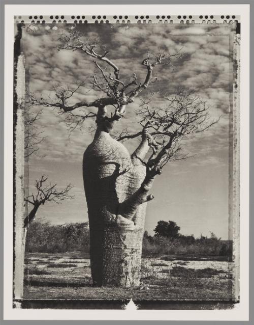 Baobab #31, Madagascar