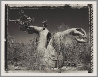 Baobab #27, Madagascar