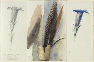 Study of a Feather, Flanked by Two Studies of a Gentian